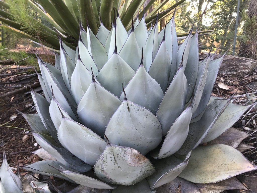 Agave parryi var. truncata.