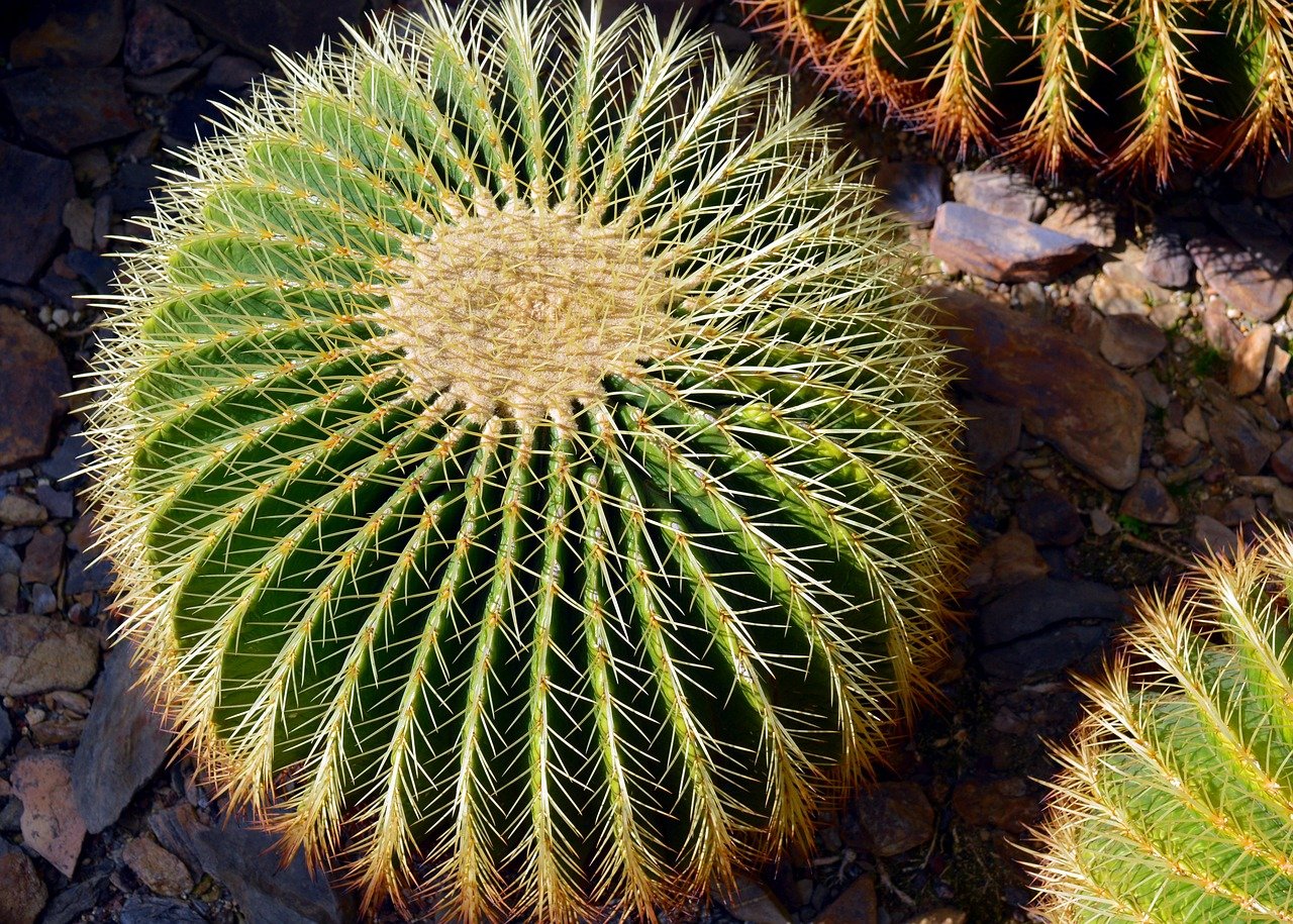 Coussin de Belle Mère plantation et entretien Succulentes — free download