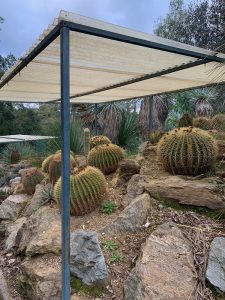 Echinocactus grusonii