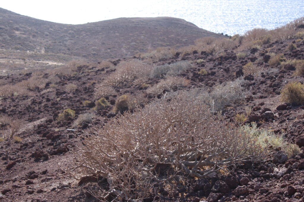 Euphorbia balsamifera