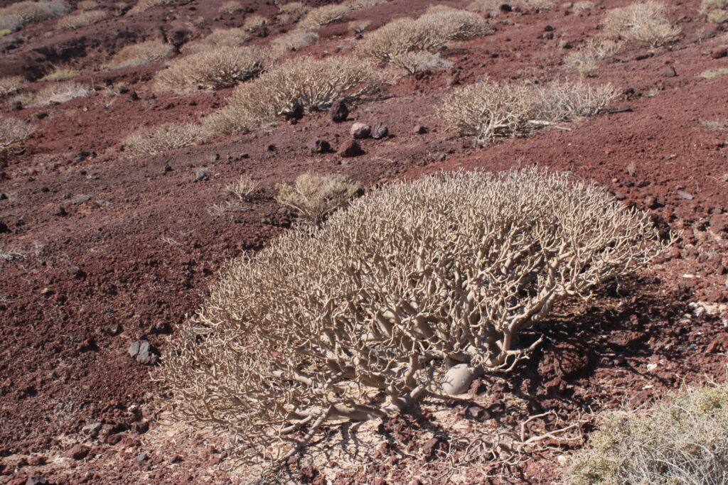 Euphorbia balsamifera