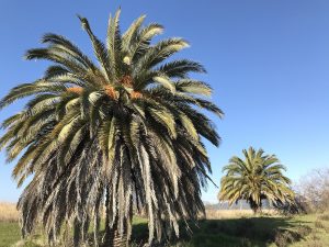 Phoenix canariensis