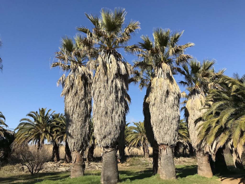 Washingtonia filifera