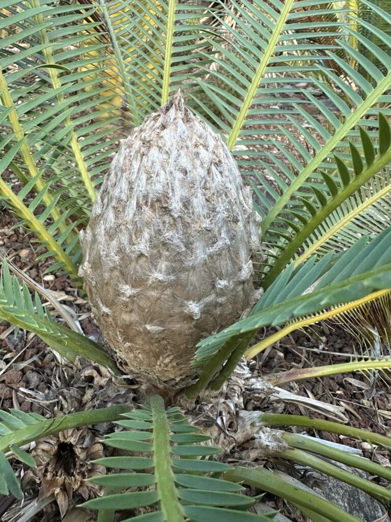 Dioon edule