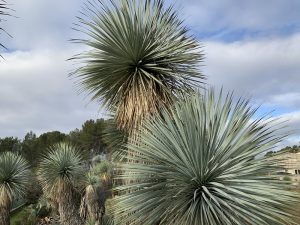 Yucca rostrata