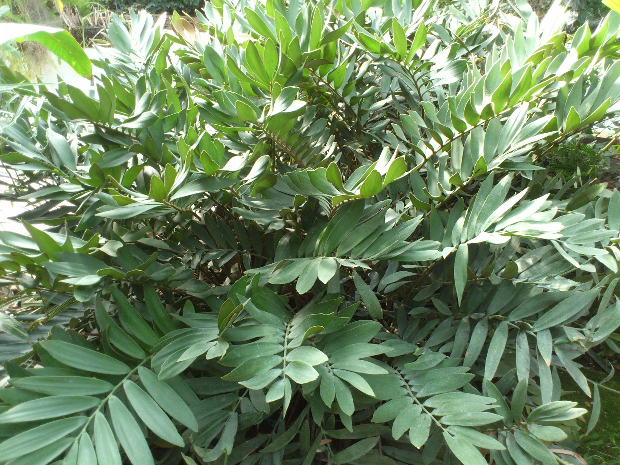 Zamia furfuracea - Succulentes