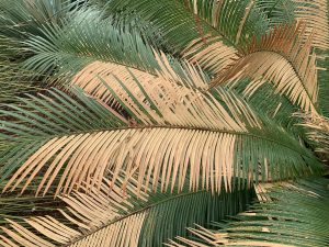 Cycas revoluta