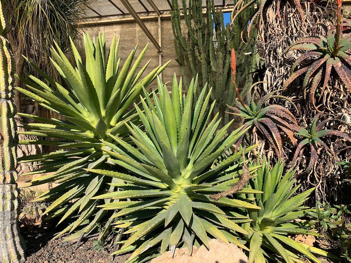 Agave angustifolia - Succulentes