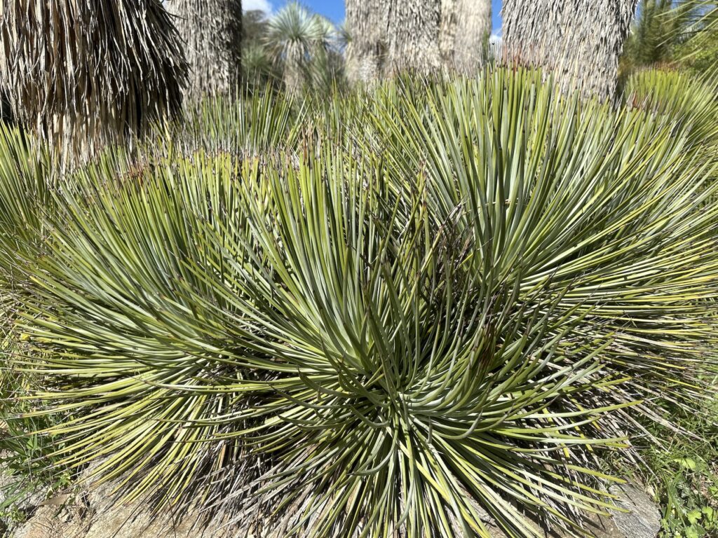 Agave striata