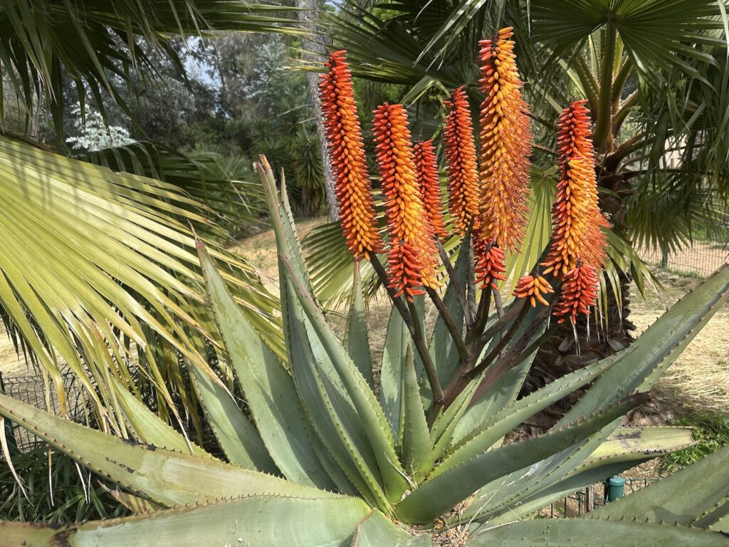 Aloe ferox en floraison