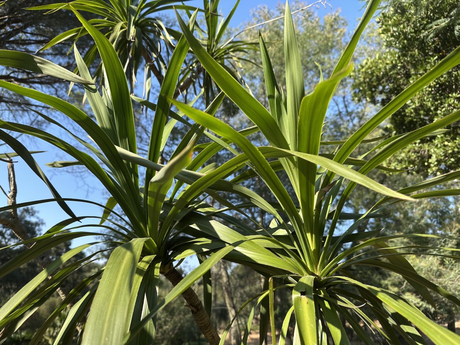 Cordyline sellowiana