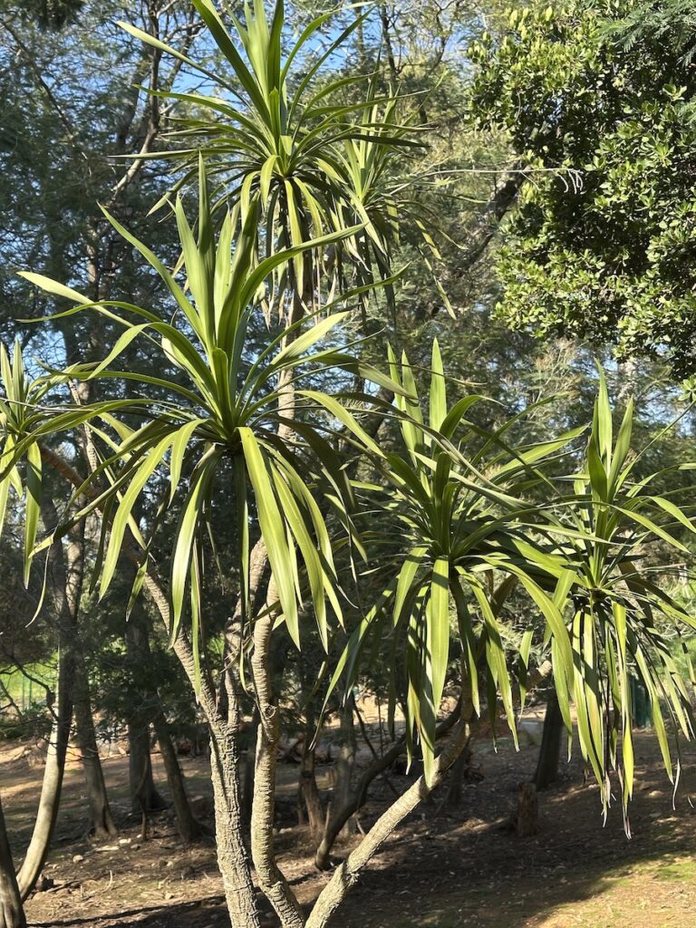 Cordyline sellowiana