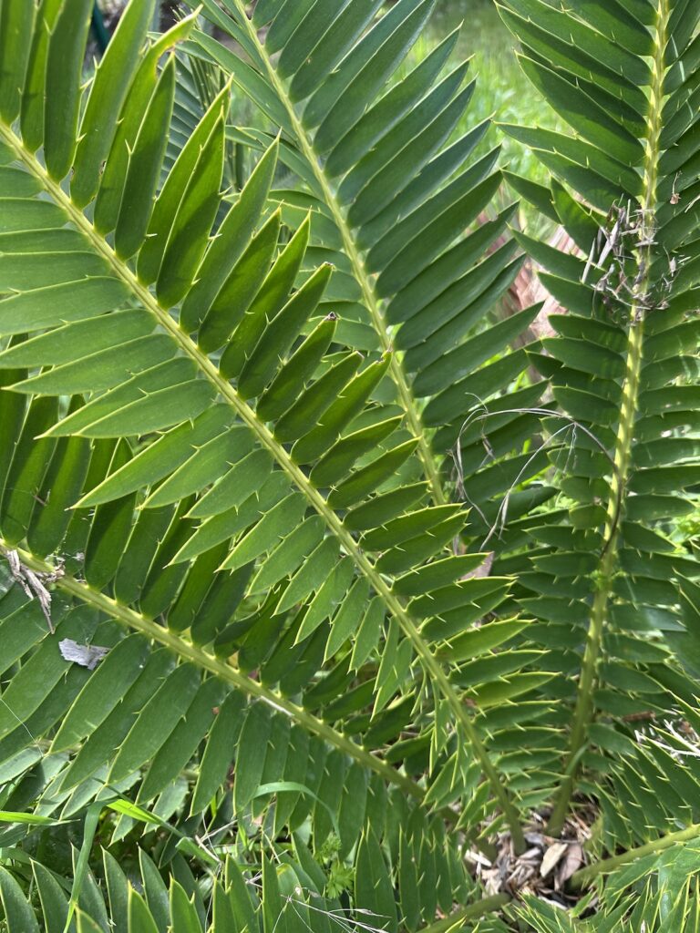 Encephalartos senticosus