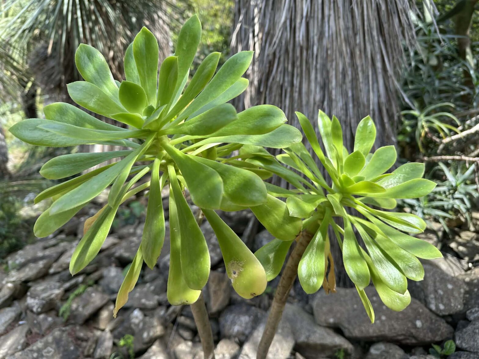 Aeonium korneliuslemsii