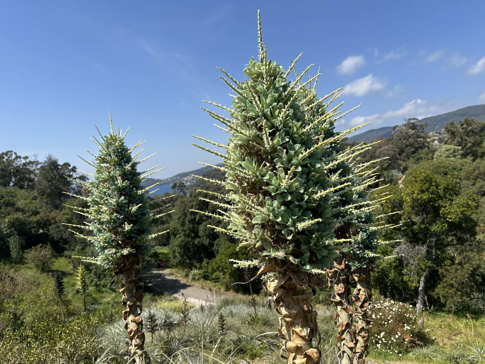 Puya berteroniana