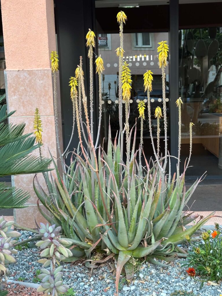Aloe vera - Succulentes
