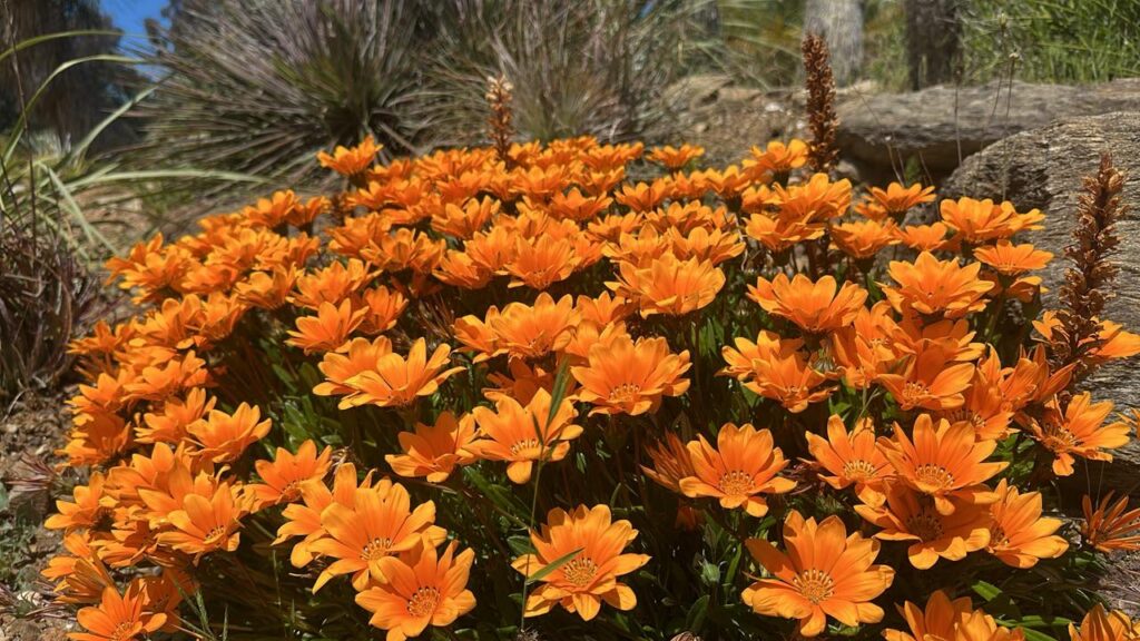 gazania en floraison