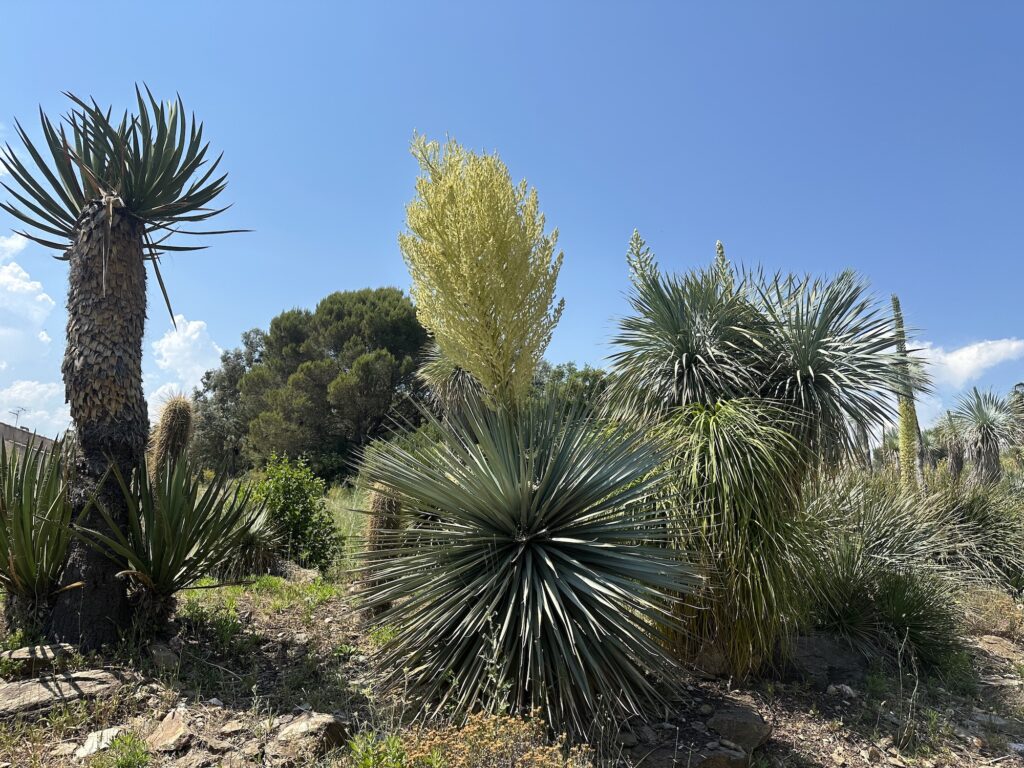 Nolina nelsonii