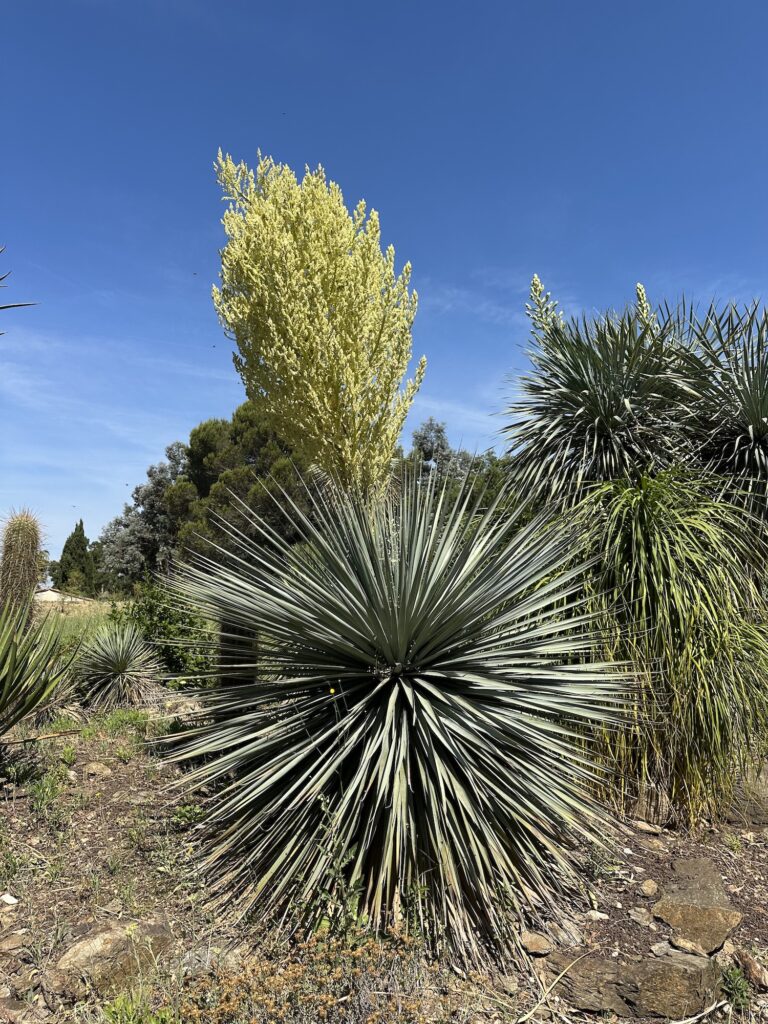Nolina nelsonii