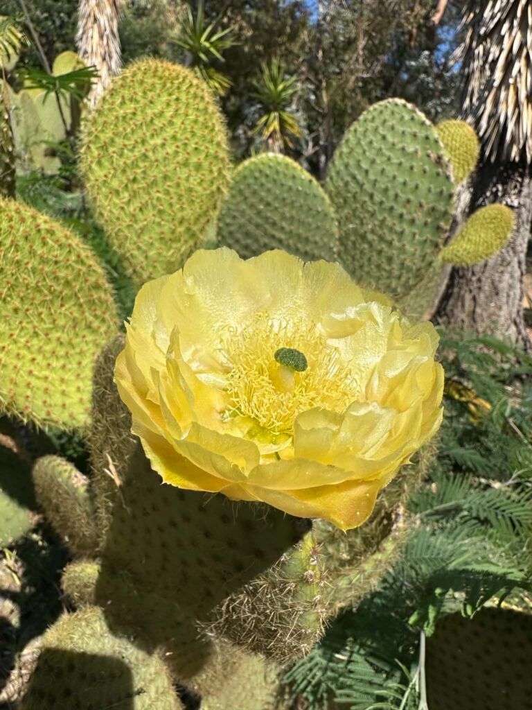 Opuntia scheerii