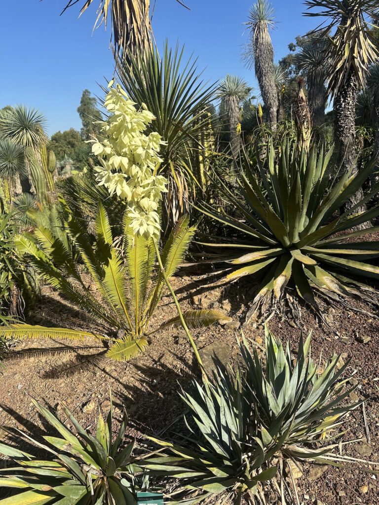 Yucca pallida