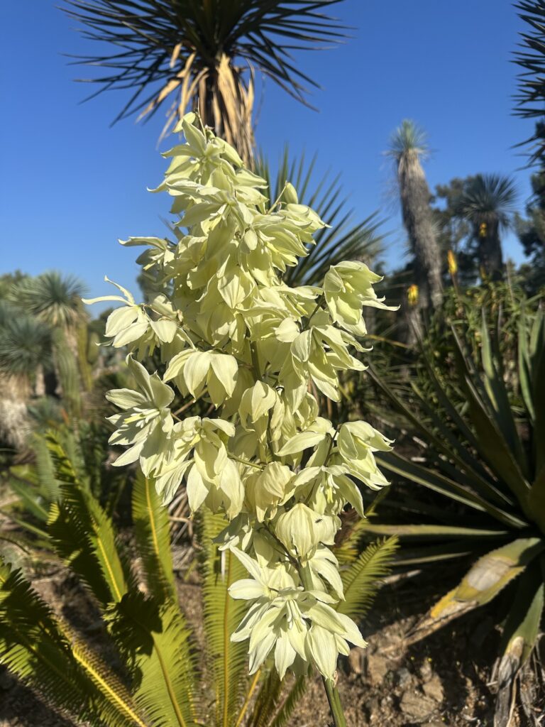 Yucca pallida