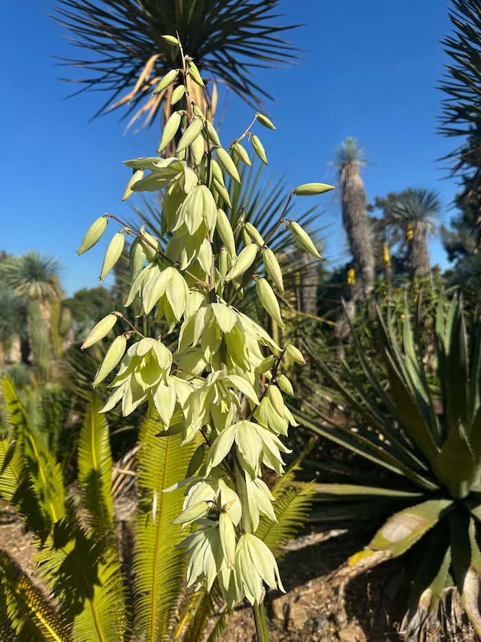 Yucca pallida blooming