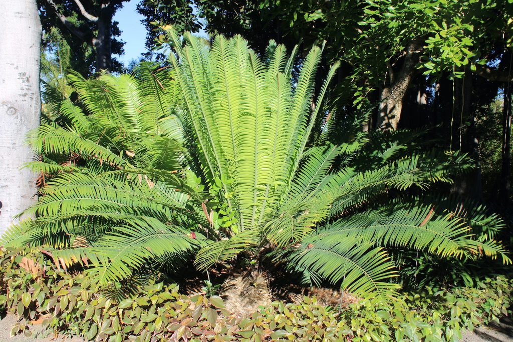 Encephalartos kisambo