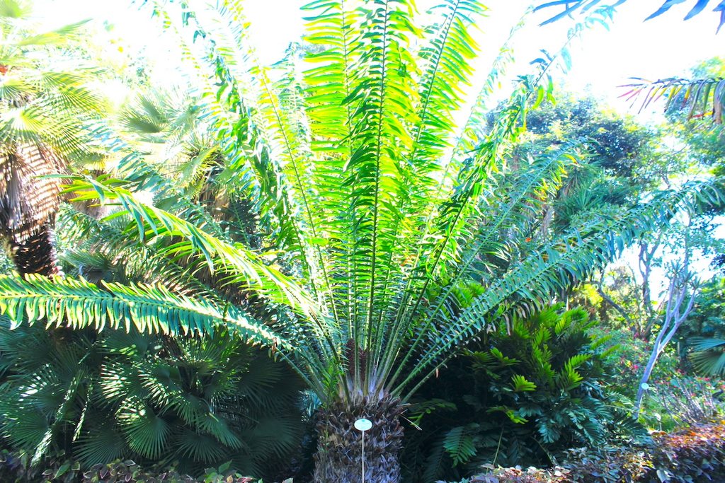 Encephalartos laurentianus