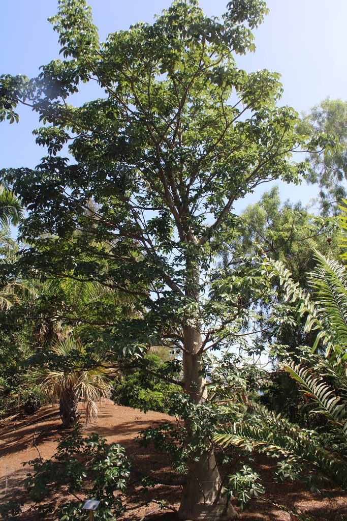 Adansonia digitata
