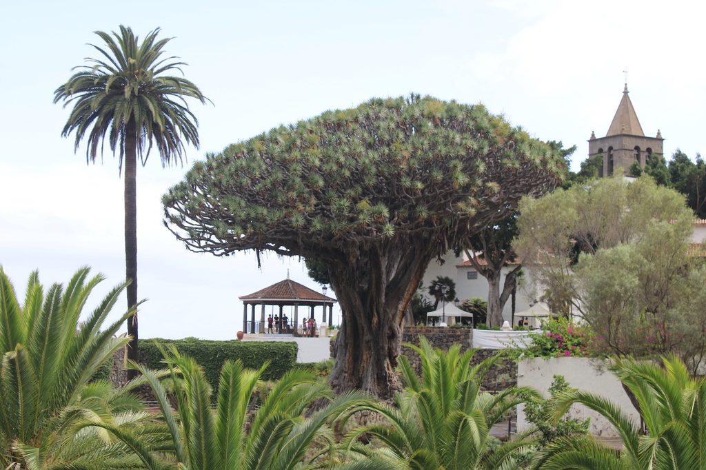 Dracaena draco