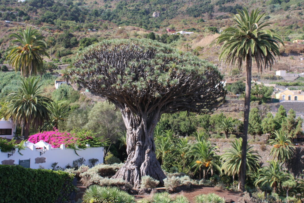 Dracaena draco Tenerife