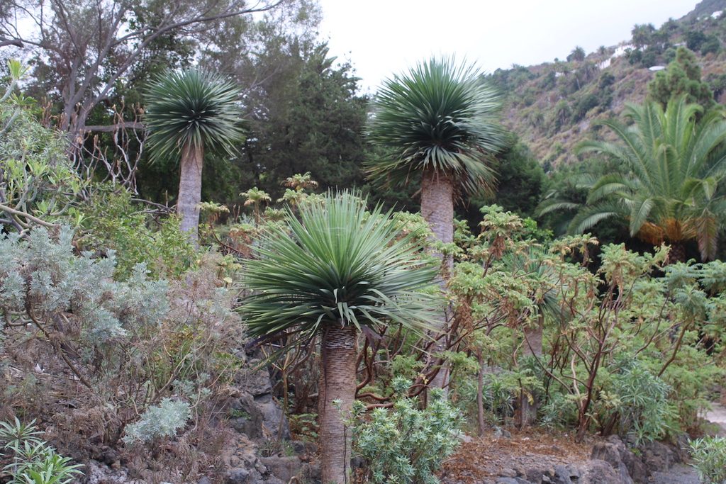 Dracaena draco