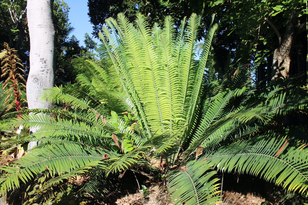 Encephalartos kisambo