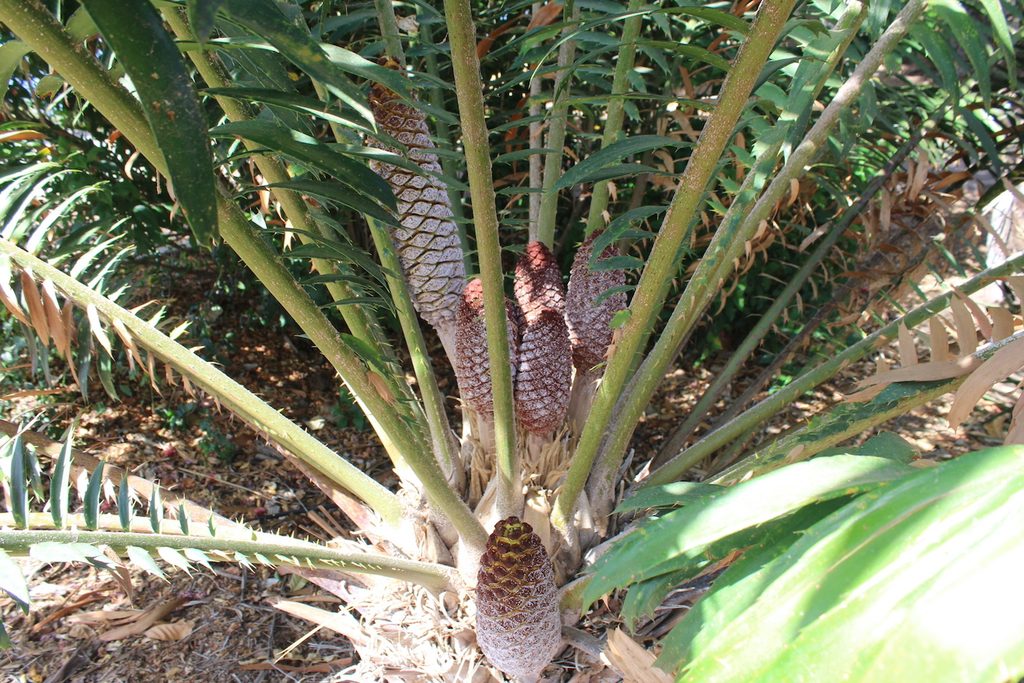 Encephalartos laurentianus