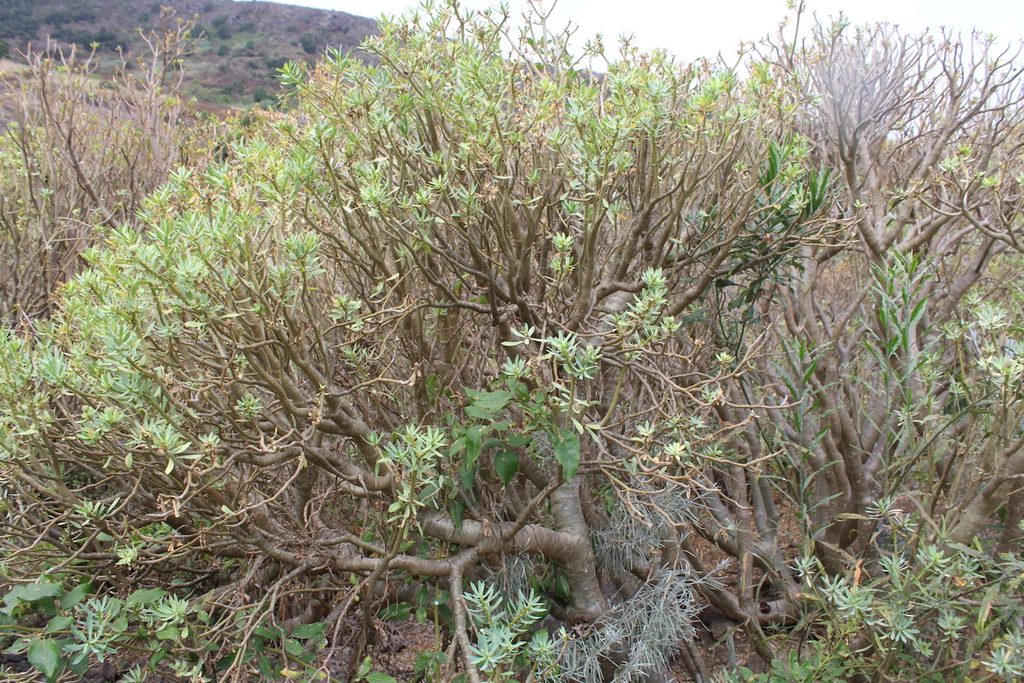 Euphorbia balsamifera