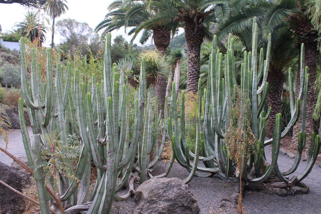 Euphorbia canariensis