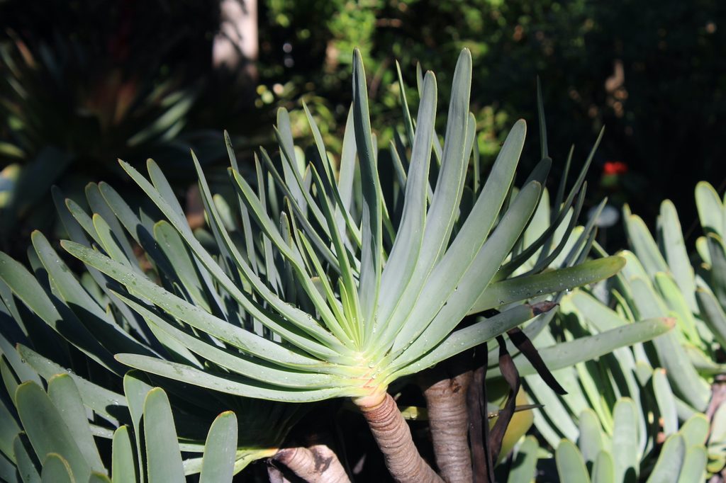 Aloe plicatilis