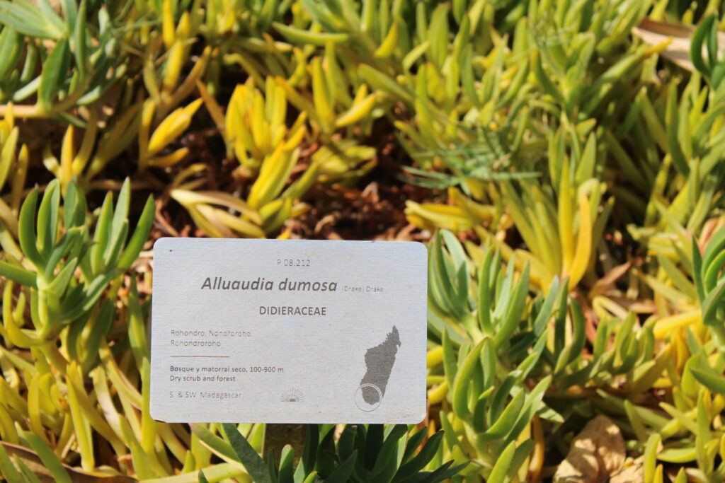 Alluaudia dumosa en feuillaison avec planche d'identification — Palmetum de Tenerife