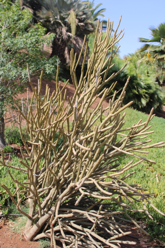 Alluaudia dumosa en dormance au Palmetum de Tenerife