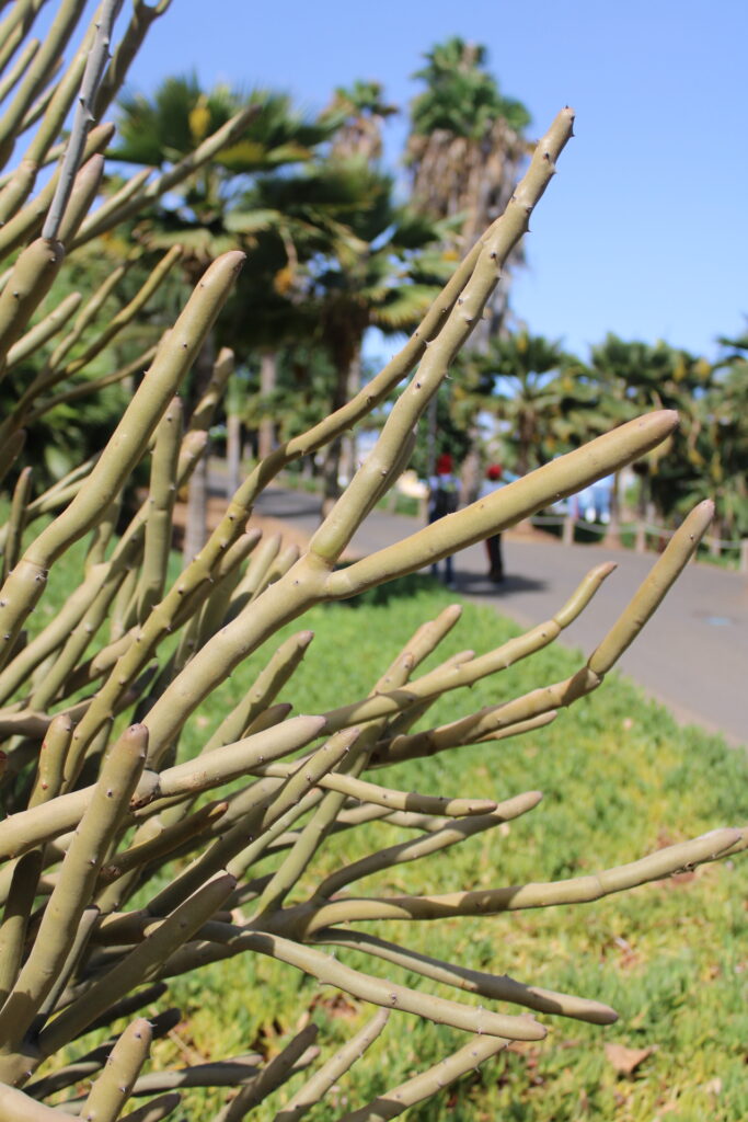 Gros plan des tiges d'Alluaudia dumosa montrant les épines stipulaires