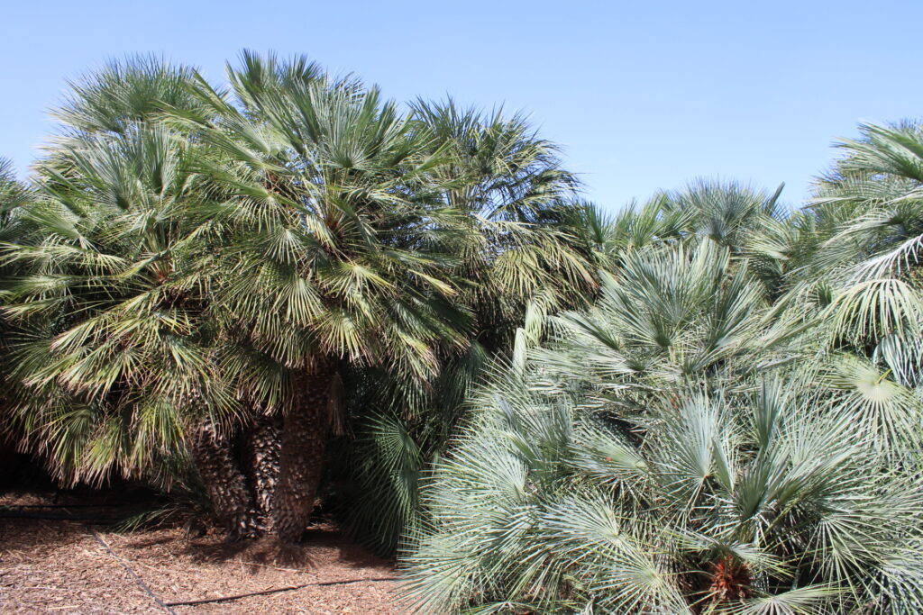 Chamaerops humilis et var. argentea au Palmetum de Tenerife