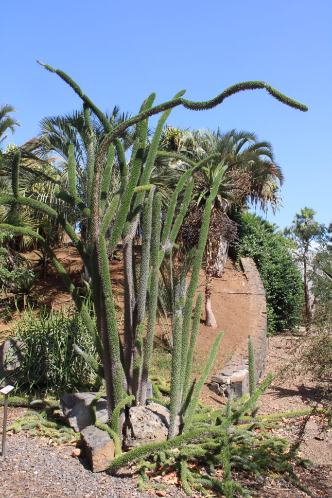 Didierea trollii en feuillaison au Palmetum de Tenerife