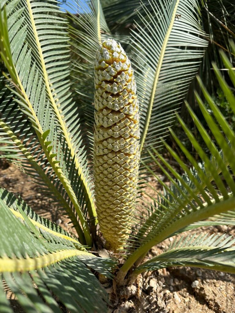 Dioon edule