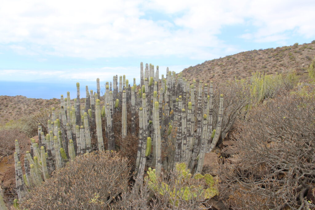 Euphorbia canariensis et Euphorbia balsamifera dans leur habitat naturel à Arona, Tenerife
