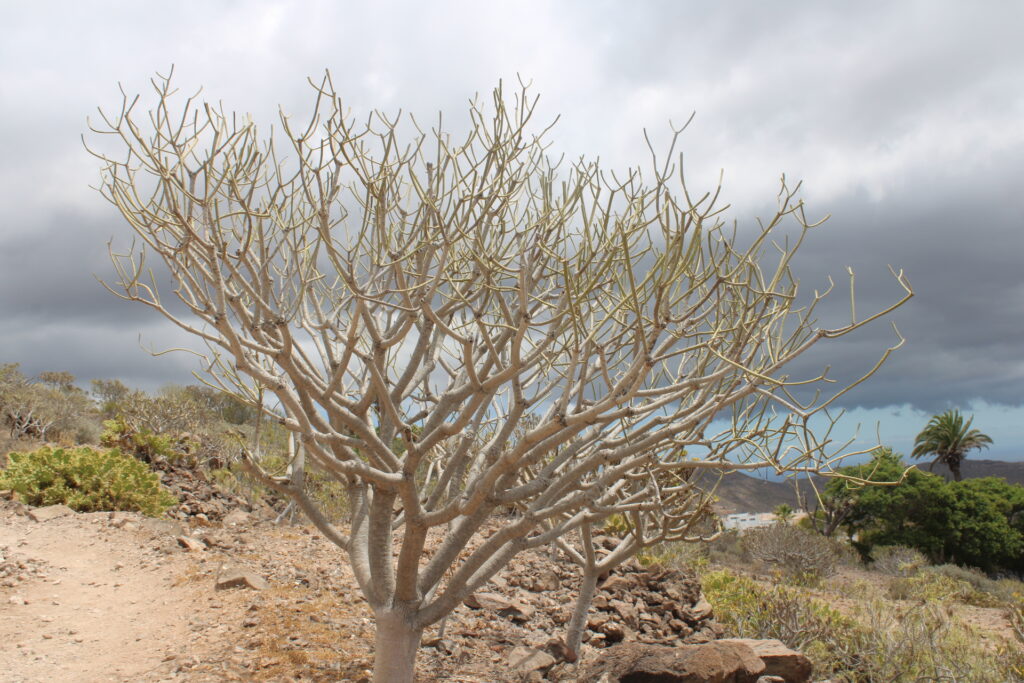 Euphorbia lamarckii en dormance dans son habitat naturel à Arona Tenerife