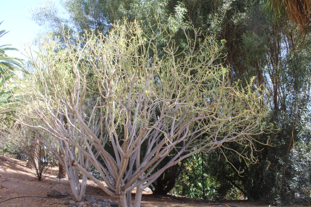 Euphorbia lamarckii grand arbuste au Palmetum de Tenerife