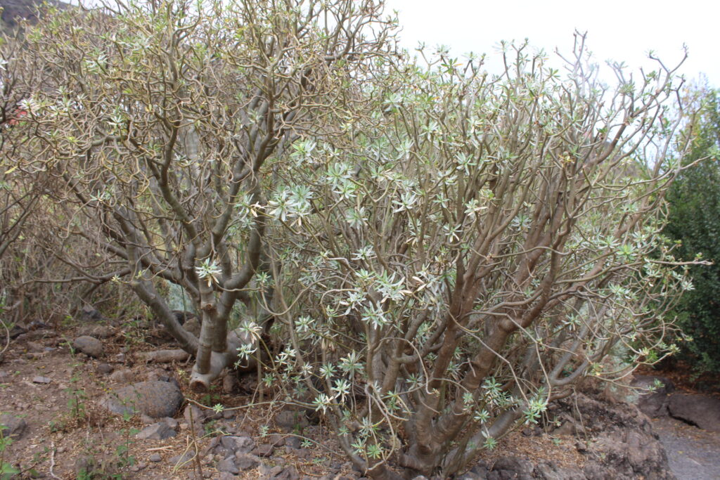 Euphorbia regis-jubae gnarled stems Parque del Drago Icod Tenerife