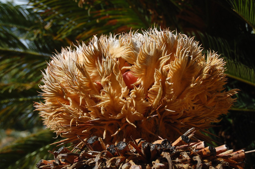 Cycas revoluta