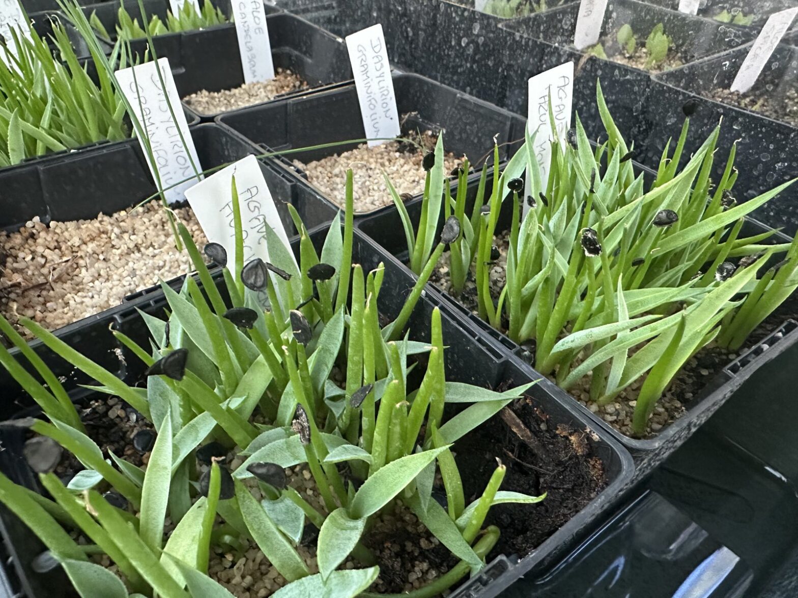 Jeunes semis d'agaves en godets sur substrat minéral, avec les téguments noirs des graines encore accrochés aux cotylédons